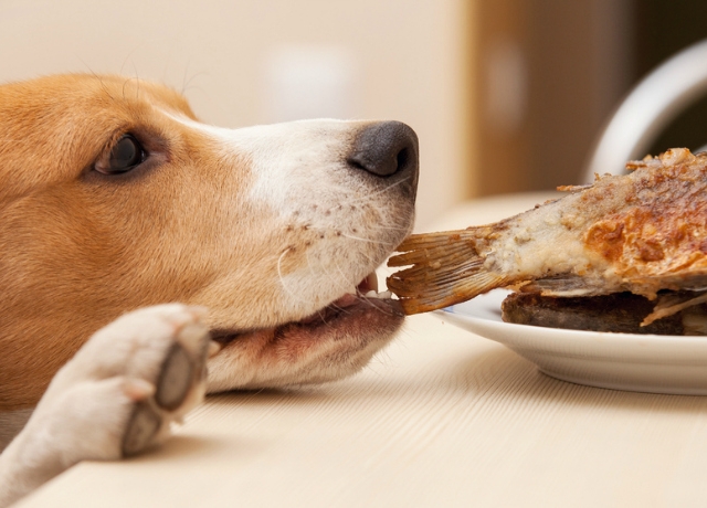 29 dolog amit nem ehetnek a kutyusok