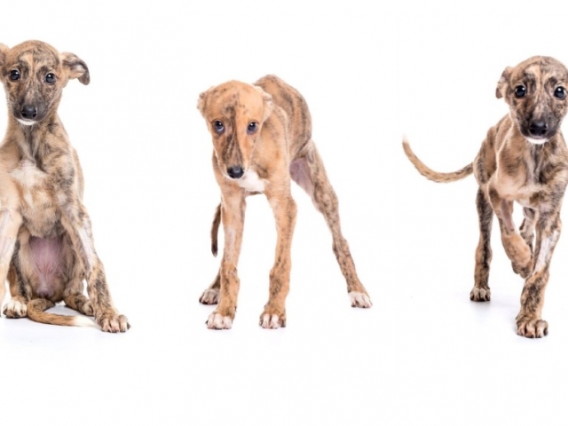 Karácsonyi aukció a tappancsosokért Karácsonyi aukció a tappancsosokért