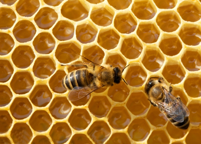 Rovarölő szereket találtak a világ mézeinek nagy részében
