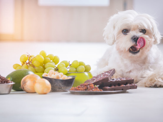 Ha szereted a kutyád, ezeket az ételeket semmiképpen sem osztod meg vele