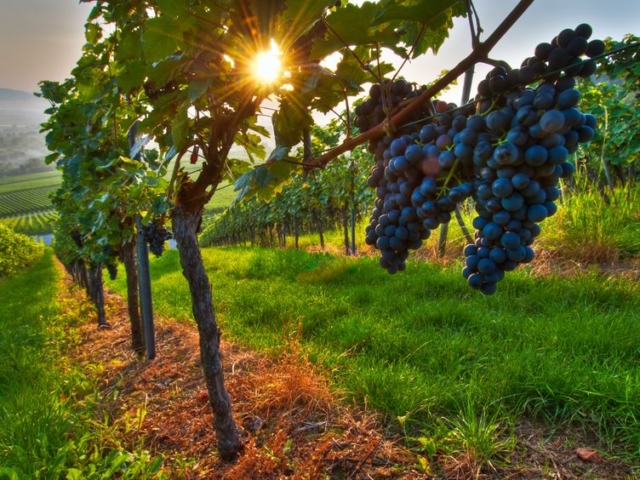 Megválasztották Magyarország legszebb szőlőbirtokait