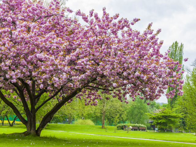 Covidra hangolva: idén online követhetjük a japán cseresznyefa-virágzást