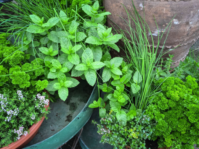 Hogyan gondoskodjunk tavasszal a kerti fűszereinkről?