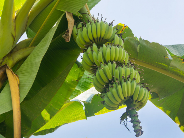 Kínzó kérdés, hogyan hámozzuk jól a banánt?