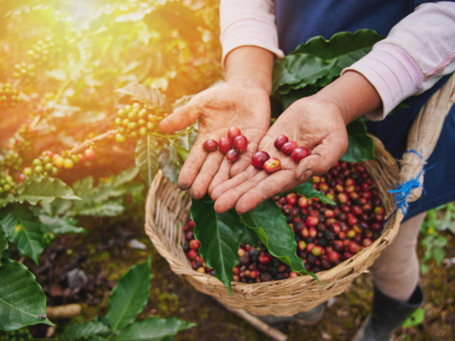 5 érdekesség, amit eddig nem tudtál a fenntartható kávétermelésről