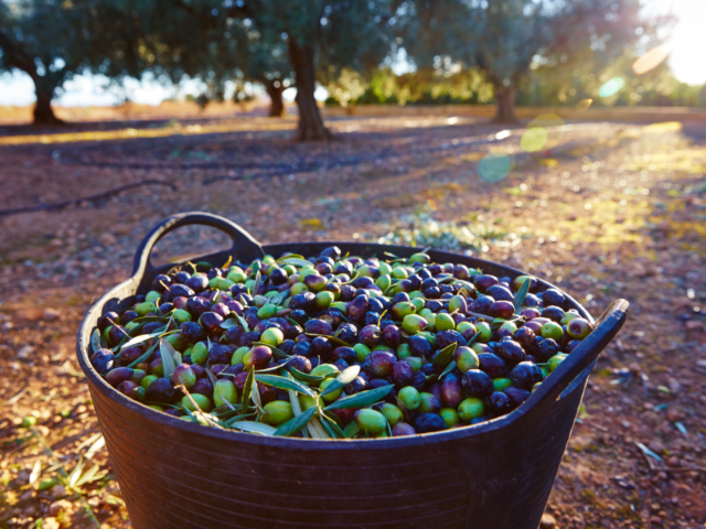 Szereted az olívabogyót? Jótékony hatása miatt érdemes gyakran eszegetni